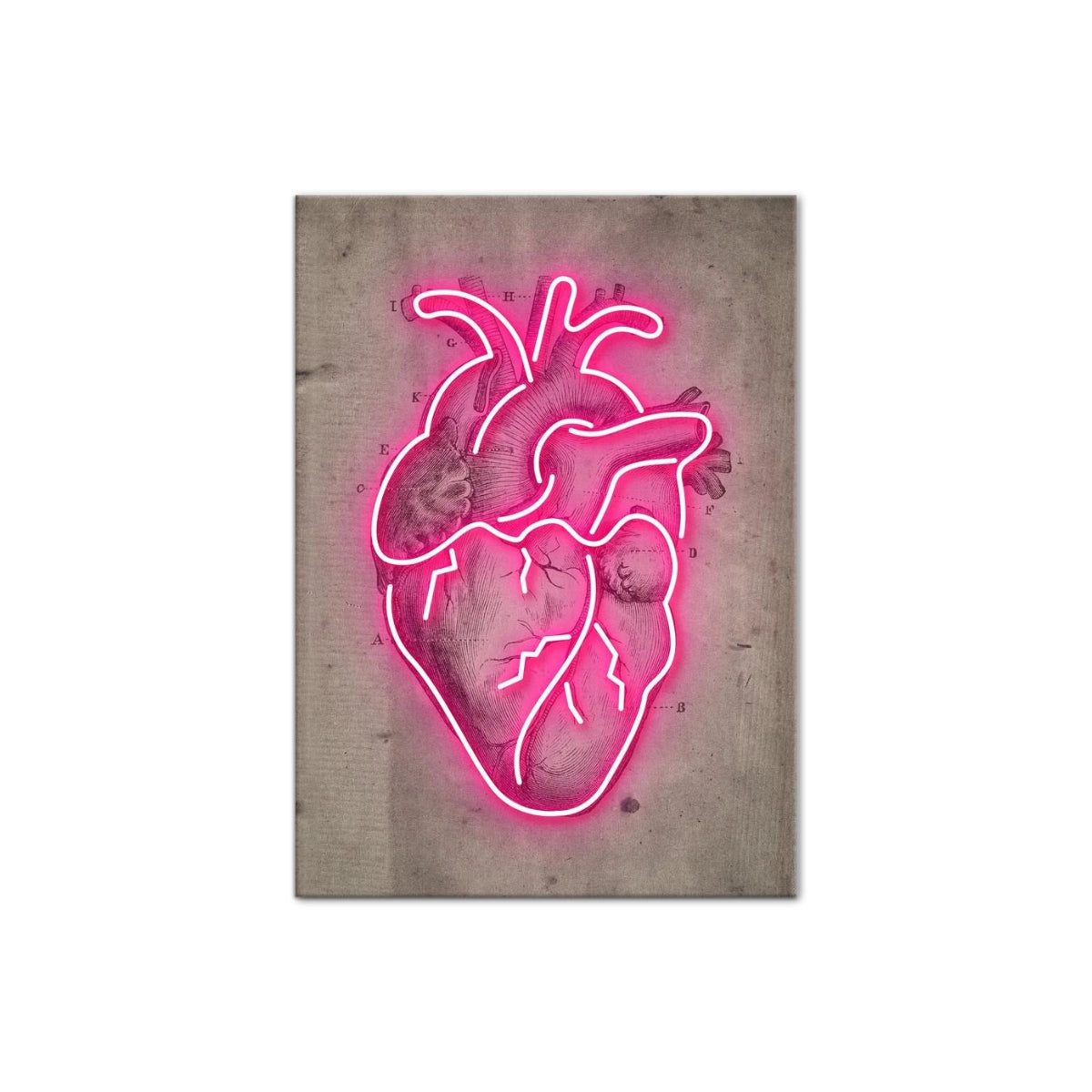 Cuadro moderno de corazón anatómico en grabado vintage con contorno neón fucsia de Intuitivo
